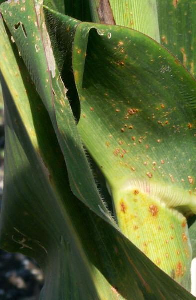 Damage to corn leaves and sheath from southern corn rust