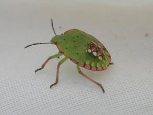 Photo of Southern green stink bug