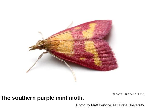 Southern purple mint moth