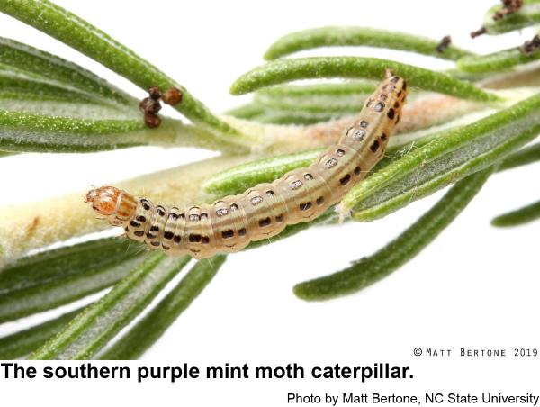 Southern purple mint moth caterpillar