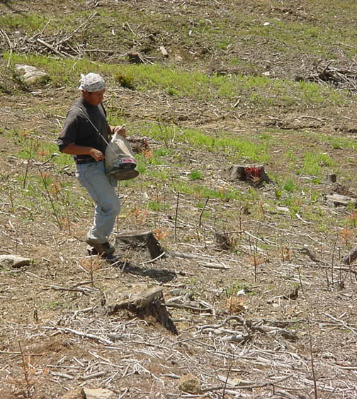 A worker uses a mechanical seed sower to spread clover seed on recently cleared ground with weeds, wood debris, and several small tree stumps visible across the field.