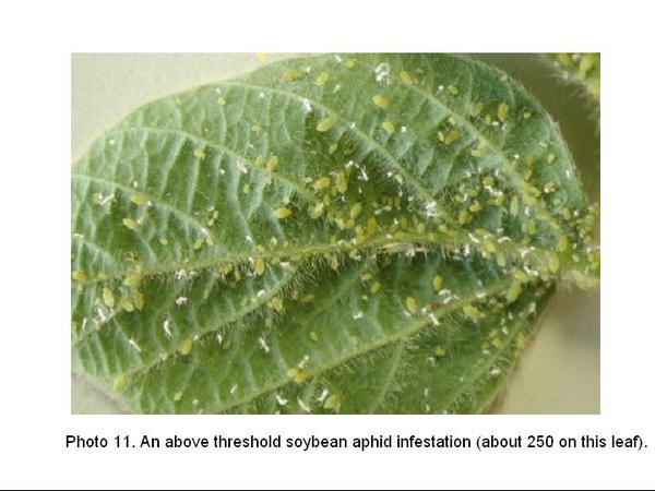 A soybean leaf with around 250 soybean aphids, above threshold