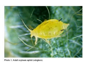 Photo of adult soybean aphid (wingless)