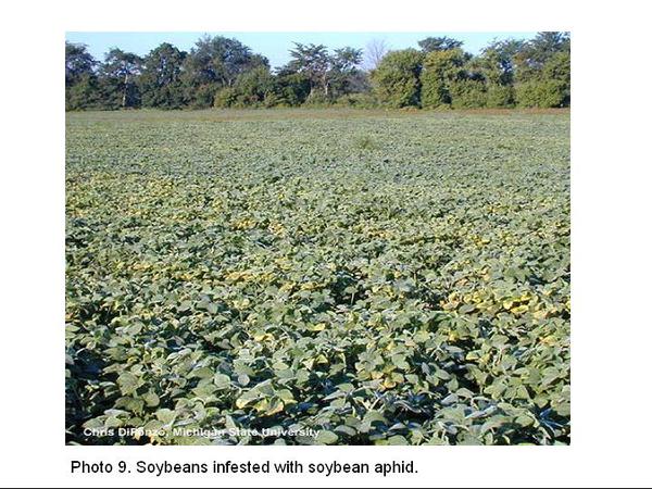 Photo of soybean field with soybean aphid infested plants