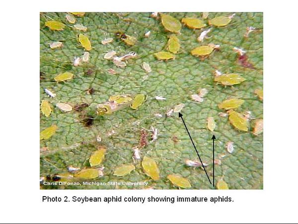 Photo of soybean aphid colony with immature aphids