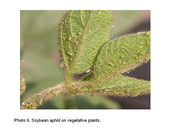 Photo of soybean aphid on vegetative plants