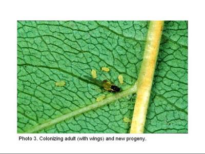 Photo of adult soybean aphid and new progeny