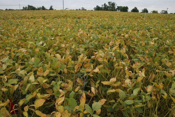 Severe soybean rust field