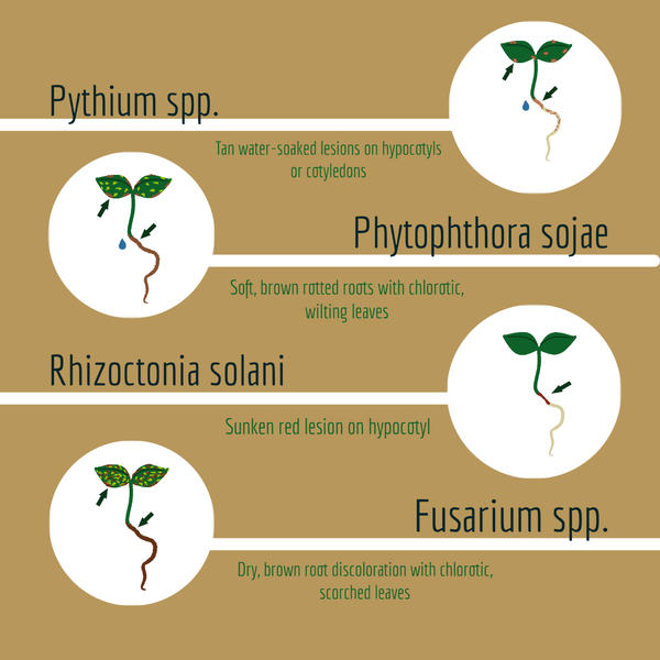 General seedling disease symptoms in soybean