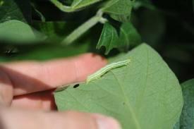 Photo of soybean looper caterpillar on leaf