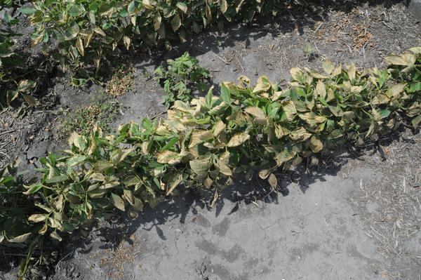 Thumbnail image for Soybean Fertilizer Burn