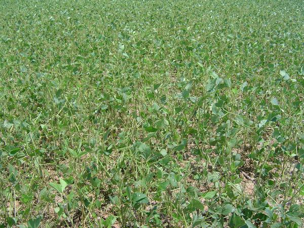 Soybean hail damage in the early reproductive growth stages