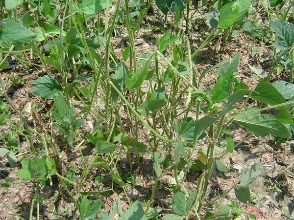 Snapped and bent soybean stems from hail damage