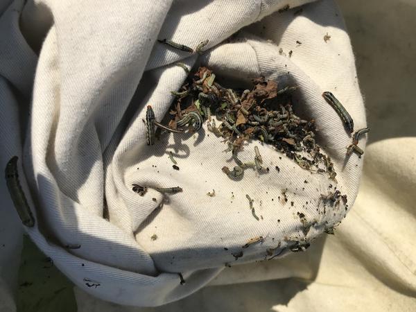 Photo of armyworms caught in sweep net