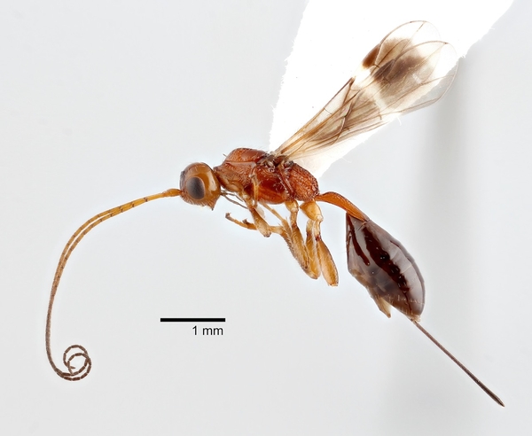 A reddish-brown wasp against a white background.