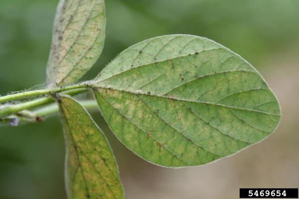 Bottom of a soybean leaf exhibiting damage