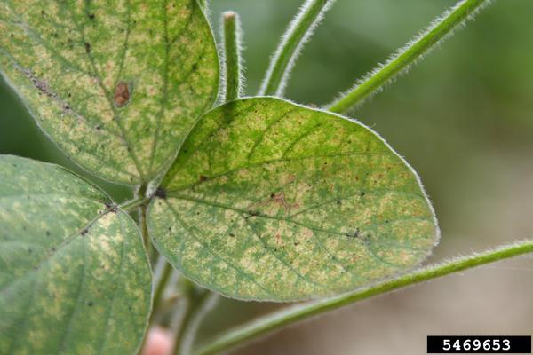Stippling on top of a soybean leaf