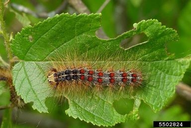 A caterpillar with description in caption rests on leaf