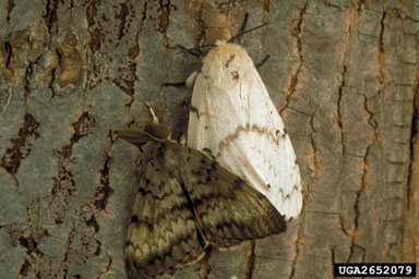 a brown and white moth rest of a tree trunk