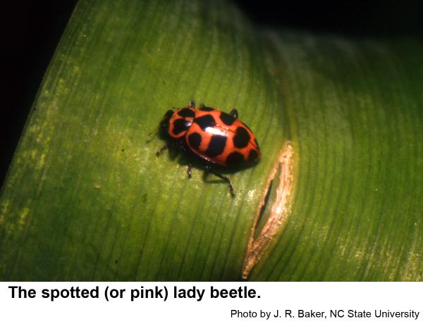 Pink lady beetle