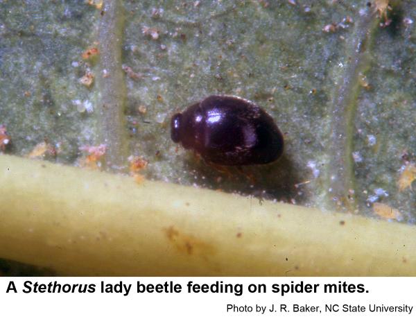 Black lady beetle