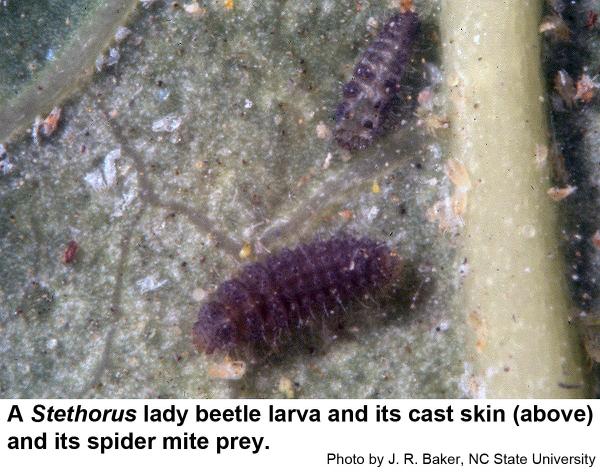 Black lady beetle larva