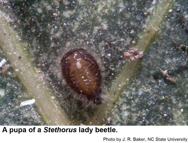 Black lady beetle pupa