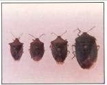 4 stink bugs of increasing size