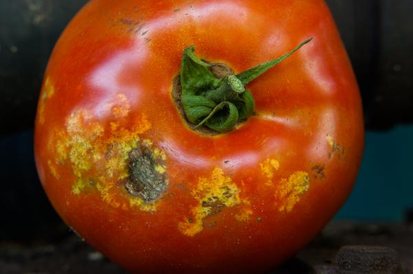Stink bug damage on ripe tomato.