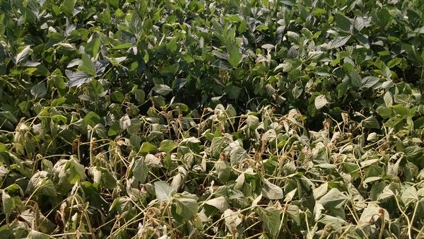 Photo stunted soybean plants