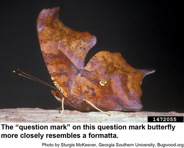 ndersides of question mark butterfly'
