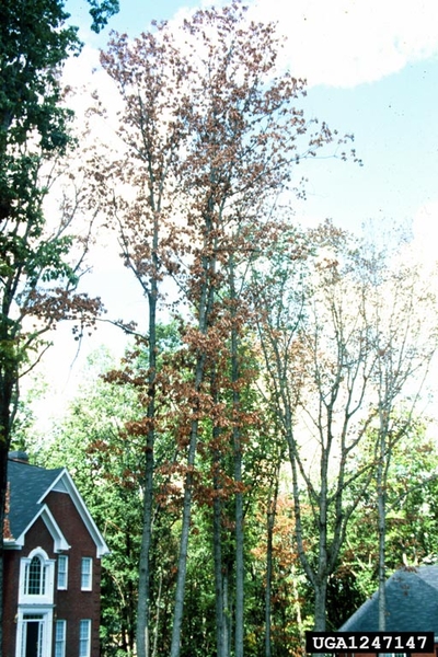 An oak tree next to a house has brown leaves as a result of Biscogniauxia infection.