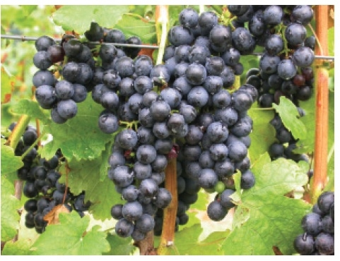 Cluster of blue colored grapes on a vine.