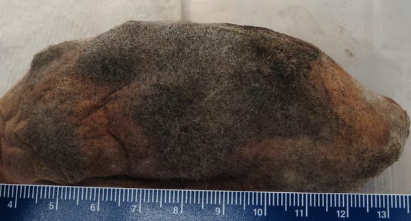 Dark Rhizopus soft rot growing on exterior of potato