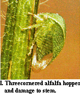 Photo showing three-cornered alfalfa hopper and its damage