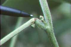 Photo of a bent stem, damage from three-cornered alfalfa hopper