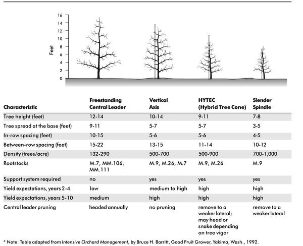 Pecan Tree Spacing Chart