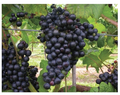 Large cluster of dark blue/purple colored grapes.