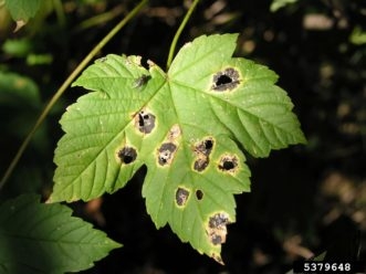 Green leaves with black-speckled yellow spots