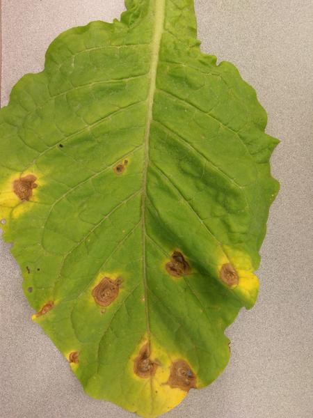 Photo of target spot on tobacco leaf
