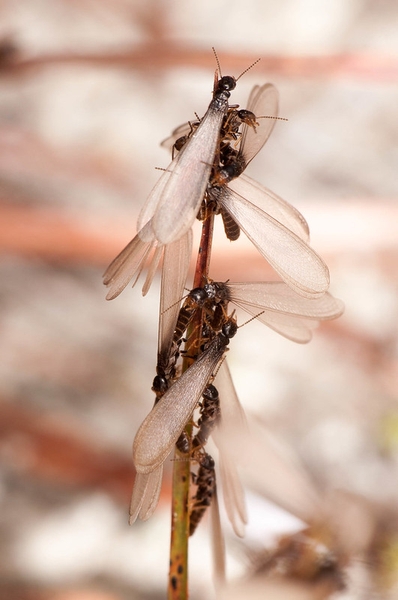 Winged, reproductive termites.