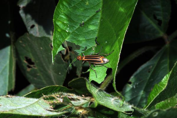 Adult beetle resting on defoliated soybean leaf