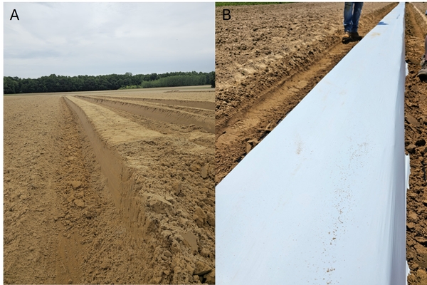 Prepared soil beds mounded in rectangular rows (left), and covered with white plastic mulch (right)