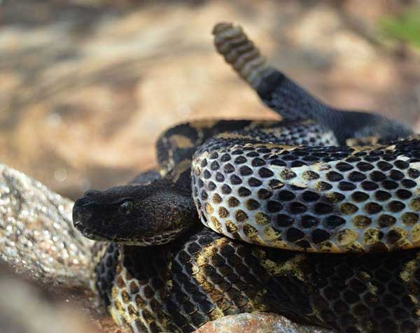 Coiled yellowish snake with rough scales, black blotches, a black head, and a segmented rattle