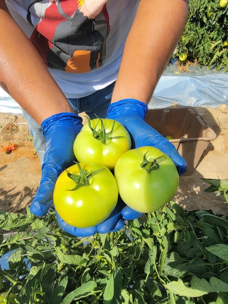 A person holds out three nice looking green tomatoes in their gloved hands. The tomatoes do not have blemishes and are nicely shaped.