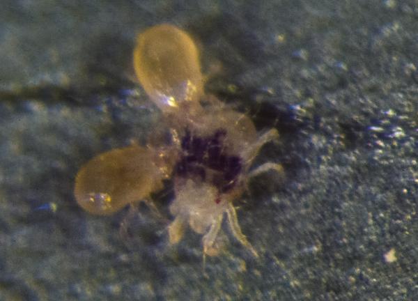 Neoseiulus fallacis feeding on twospotted spider mite