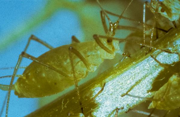 Adult aphid