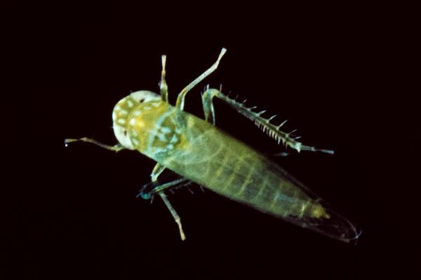 Potato leafhopper adult
