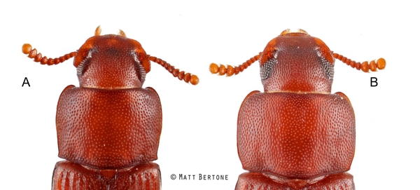 image showing the head and thorax (pronotum) of a confused flour beetle showing the gradual antennal club and the red flour beetle showing the more distinct antennal club