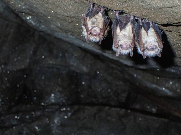 photo of tricolored bats hanging upside-down in a cave